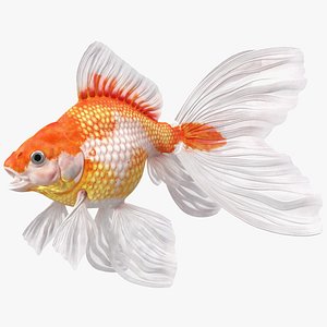 Goldfish Aquarium Fish 3D model