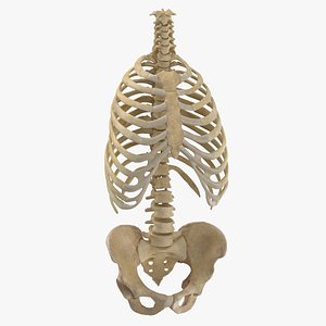 human rib cage spine model