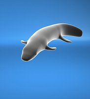 lungfish,genus Protopterus