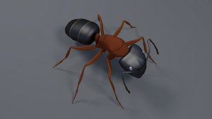 blender camponotus