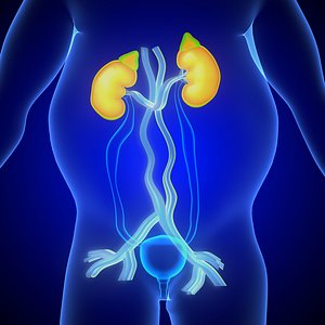 male kidneys anatomy model