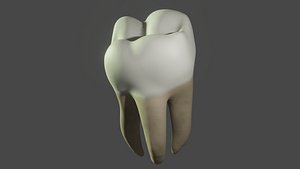 Human Molar Tooth 3D model
