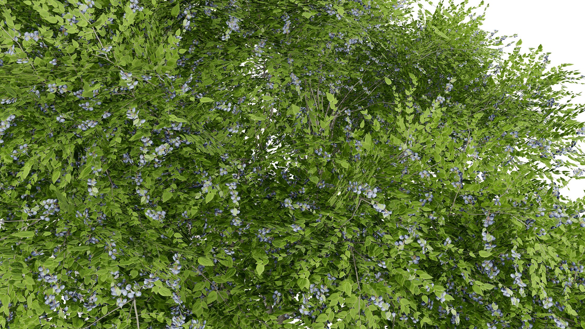 3D Photorealistic North American Berry Shrubs https://p.turbosquid.com/ts-thumb/fo/Ldl7hb/62/huckleberrytreez23l/jpg/1780606256/1920x1080/fit_q87/35552d159e10aea4cc347e79c87c5956577d3d4a/huckleberrytreez23l.jpg