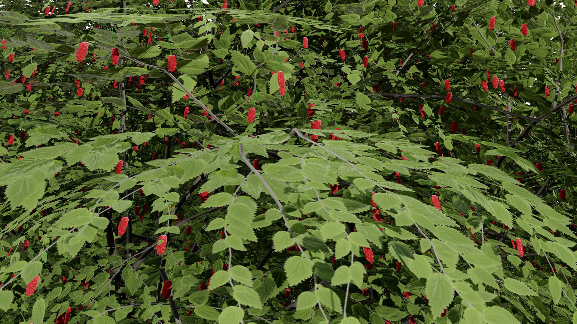 3D Photorealistic North American Berry Shrubs https://p.turbosquid.com/ts-thumb/fo/Ldl7hb/KS/mulberryredmulberrytreez32l/jpg/1780606256/1920x1080/fit_q87/a27964c7a90f647a2772f049bae0d2405c4fc866/mulberryredmulberrytreez32l.jpg
