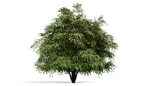 3D Photorealistic North American Berry Shrubs