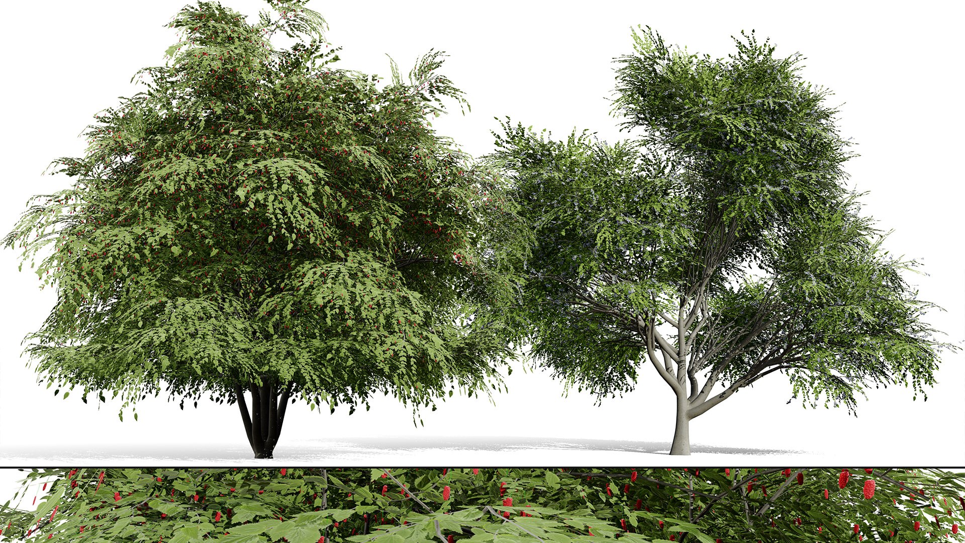 3D Photorealistic North American Berry Shrubs https://p.turbosquid.com/ts-thumb/fo/Ldl7hb/p5/00artcoverhuckleberrytree/jpg/1780606252/1920x1080/fit_q87/257d82b03b346e25e70f71ddd558619768dcfaef/00artcoverhuckleberrytree.jpg