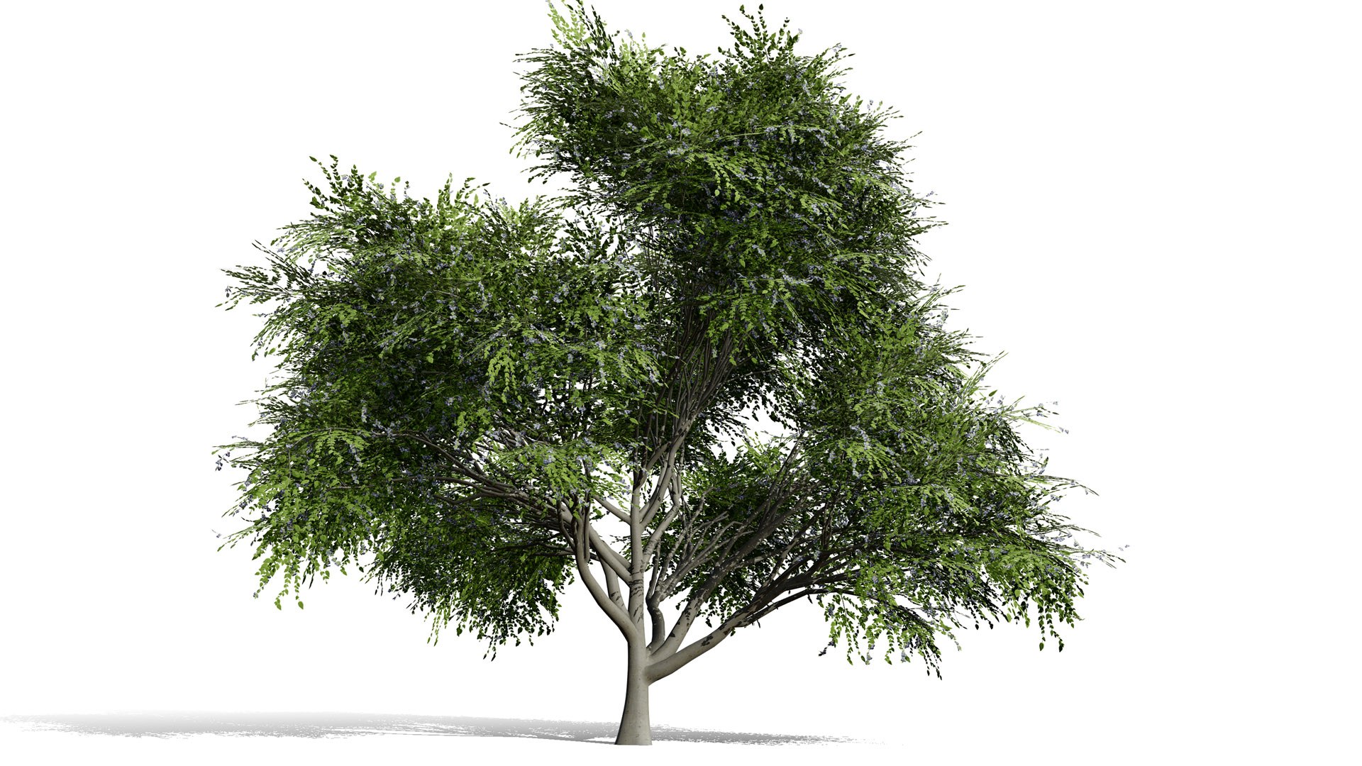 3D Photorealistic North American Berry Shrubs https://p.turbosquid.com/ts-thumb/fo/Ldl7hb/t1/huckleberrytreel/jpg/1780606255/1920x1080/fit_q87/d08437f9474ec0b1e5ceb03a02bd99f63df36ad4/huckleberrytreel.jpg