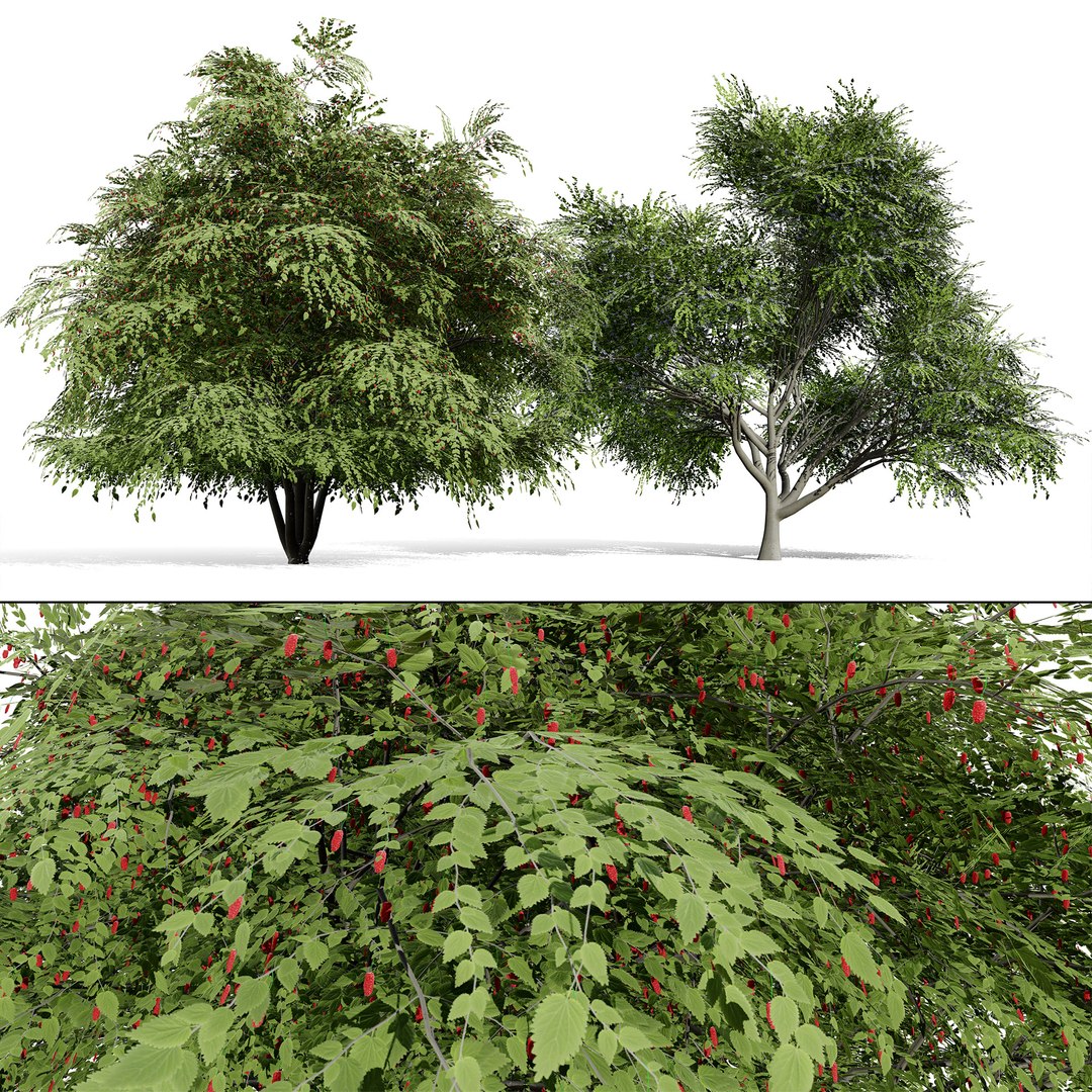 3D Photorealistic North American Berry Shrubs https://p.turbosquid.com/ts-thumb/fo/Ldl7hb/wx/0000coverhuckleberrytree/jpg/1780606253/1920x1080/fit_q87/cc7418e33337b8a04f13a9e446a9da63bfec9bbc/0000coverhuckleberrytree.jpg