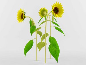 3D model realistic sunflower