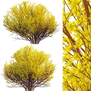 Forsythia Suspensa - Weeping Forsythia 02