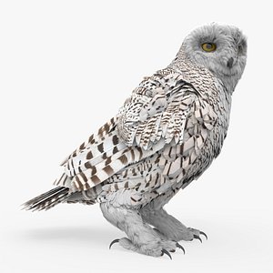 Wild Snowy Owl Idle Animated Rigged For Blender