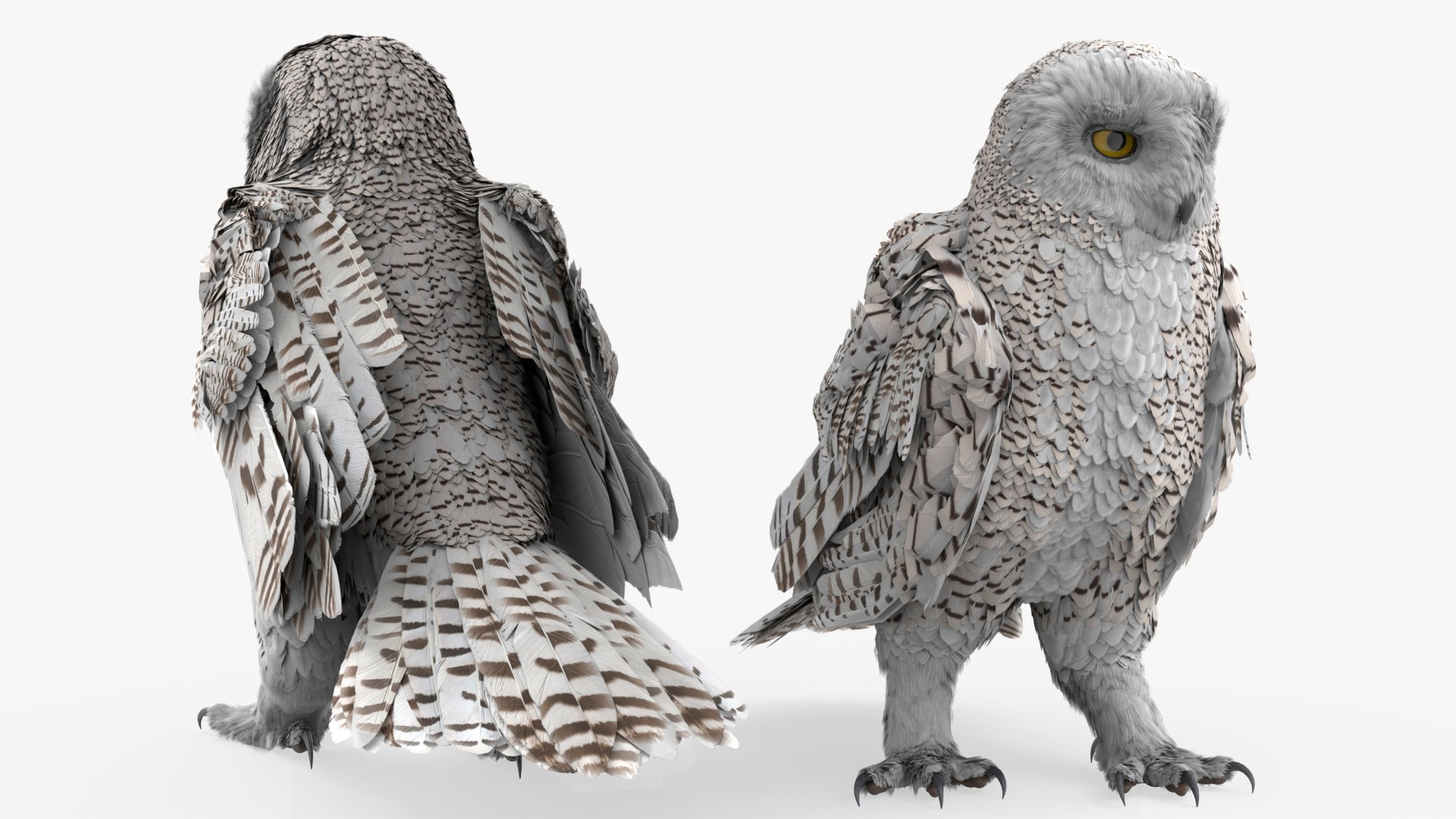 Wild Snowy Owl Idle Animated Rigged For Blender 3D model preview