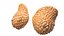 Mammary Glands