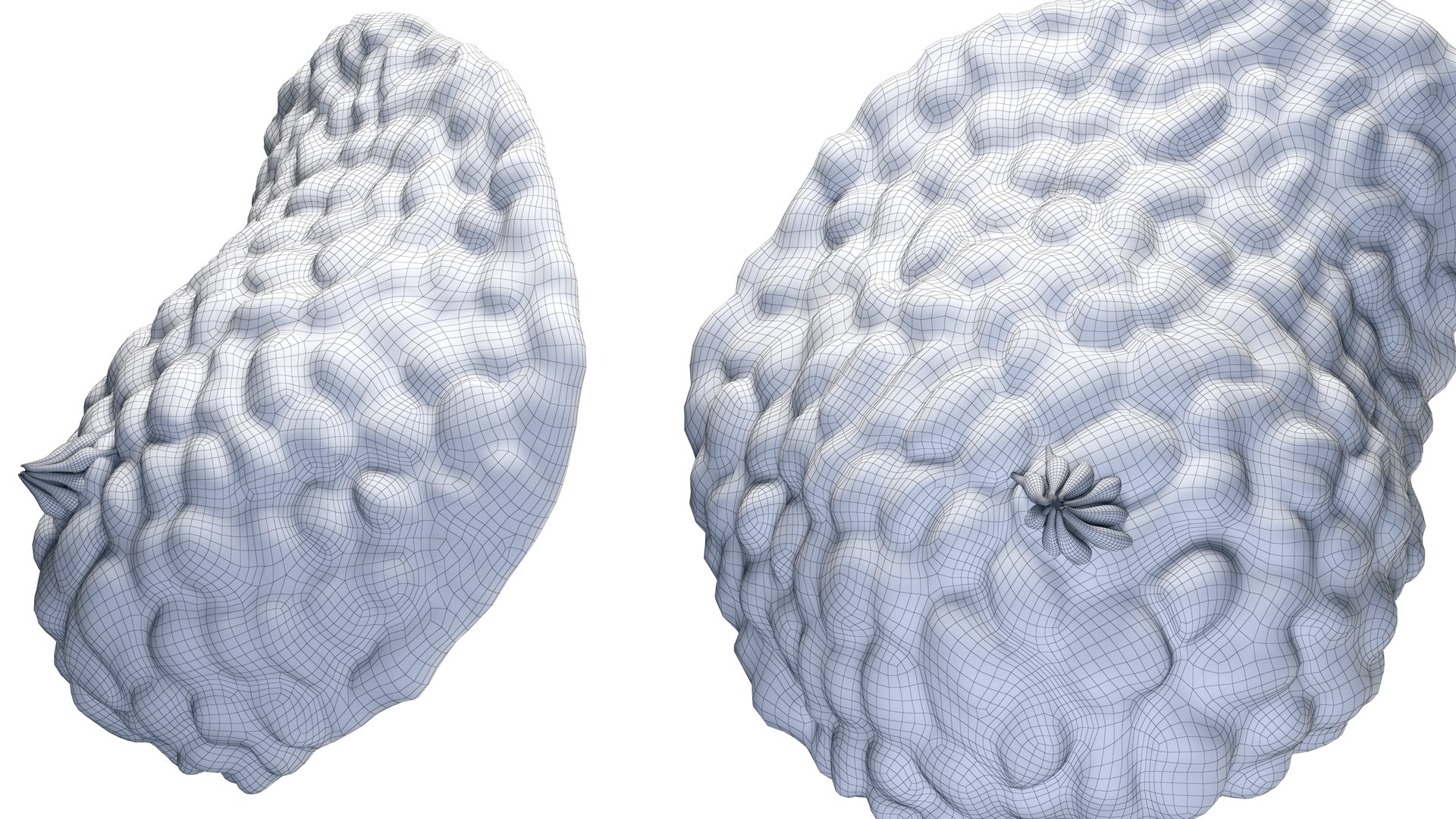 Mammary Glands 3D model https://p.turbosquid.com/ts-thumb/fo/kPLl5t/YM/mammary_glands_galhos_renders_wire_0005/jpg/1708932437/1920x1080/fit_q87/96df3600731cc8a25390a2b8cb9af8de5828714b/mammary_glands_galhos_renders_wire_0005.jpg