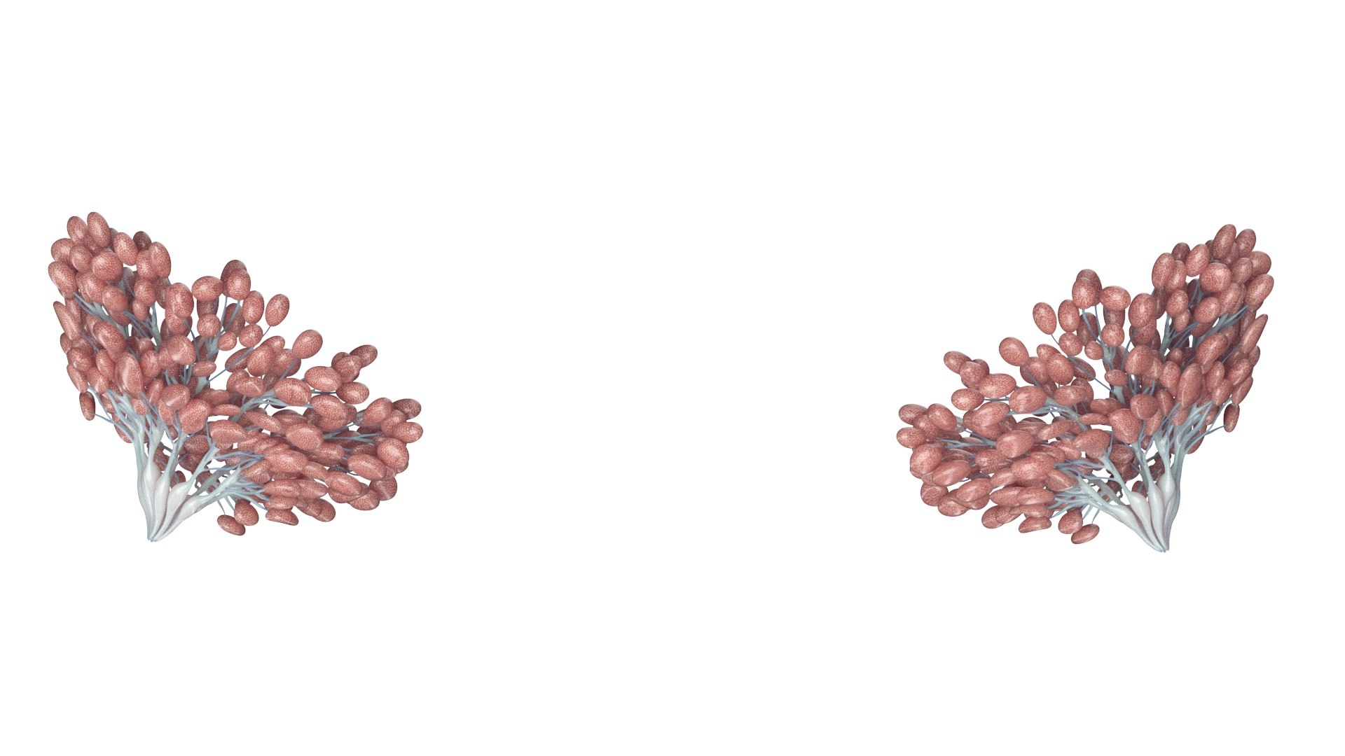 Mammary Glands 3D model https://p.turbosquid.com/ts-thumb/fo/kPLl5t/c0/mammary_glands_galhos_renders_0004/jpg/1709027350/1920x1080/fit_q87/9dfc97d1380b43d8ad69e78a7575367bcf60b781/mammary_glands_galhos_renders_0004.jpg