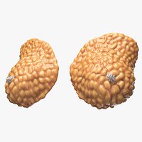 Mammary Glands