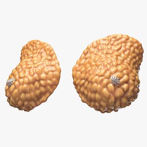 Mammary Glands