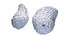 Mammary Glands