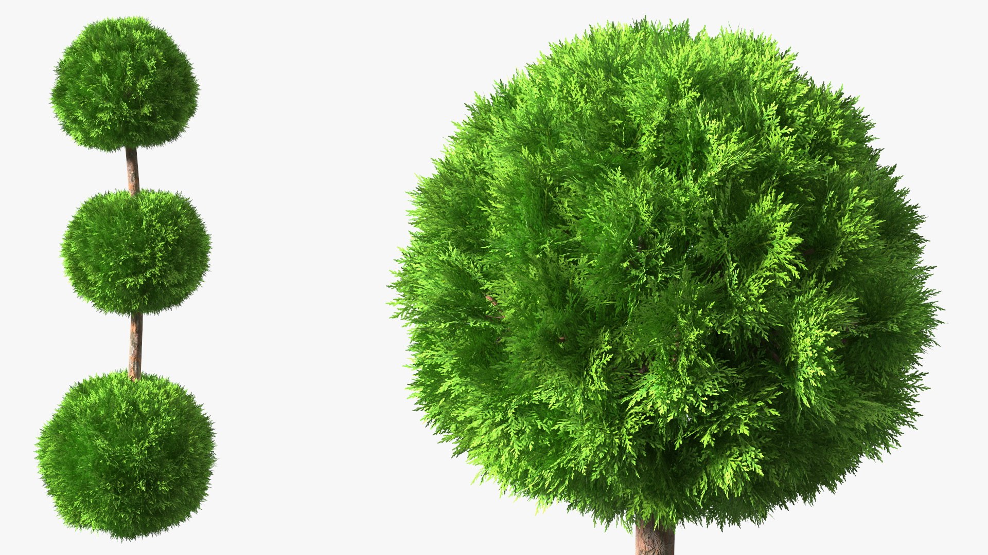 Platycladus Tree Trimmed 3D model preview