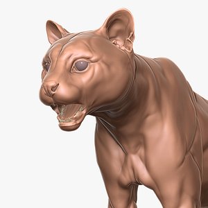 3D Asian Golden Cat Primary Forms Zbrush Sculpt