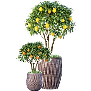 Decorative citrus fruit Lemon and Orange tree in a rattan pot