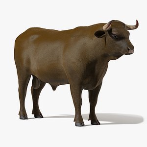 3D bull body static model