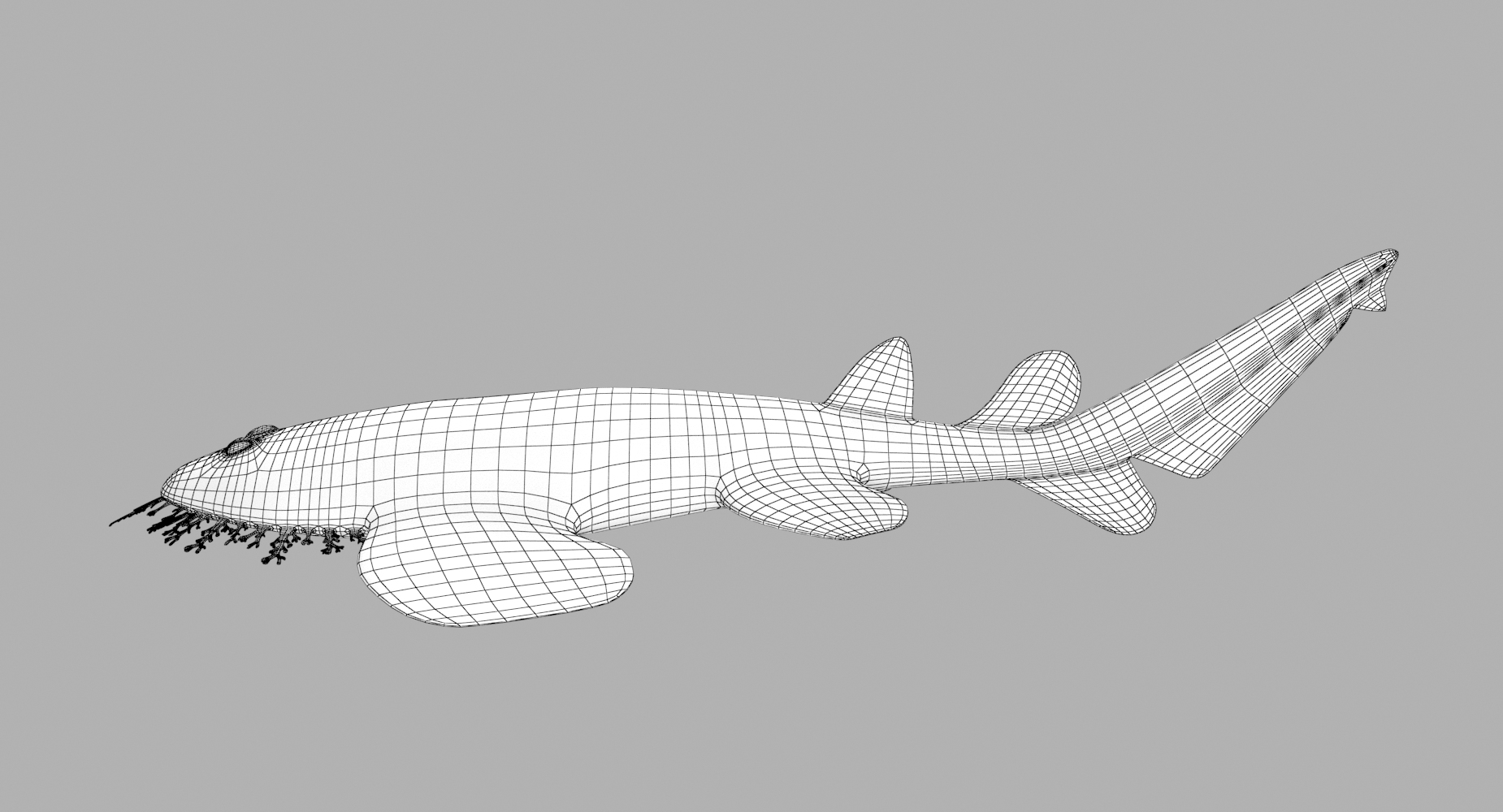 Wobbegong shark 3D model - TurboSquid 1330280