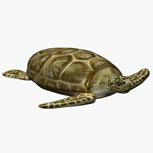 3d model turtle sea