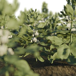 3D model Vicia faba or Broad bean