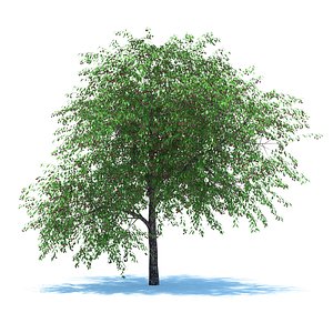 tree cherry berries 3d max