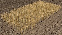 Wheat field