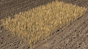 Wheat field