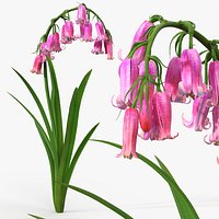 Campanula Bellflower Plant with Arching Stem Pink