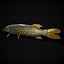 Northern Spotted Pike