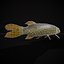 Northern Spotted Pike