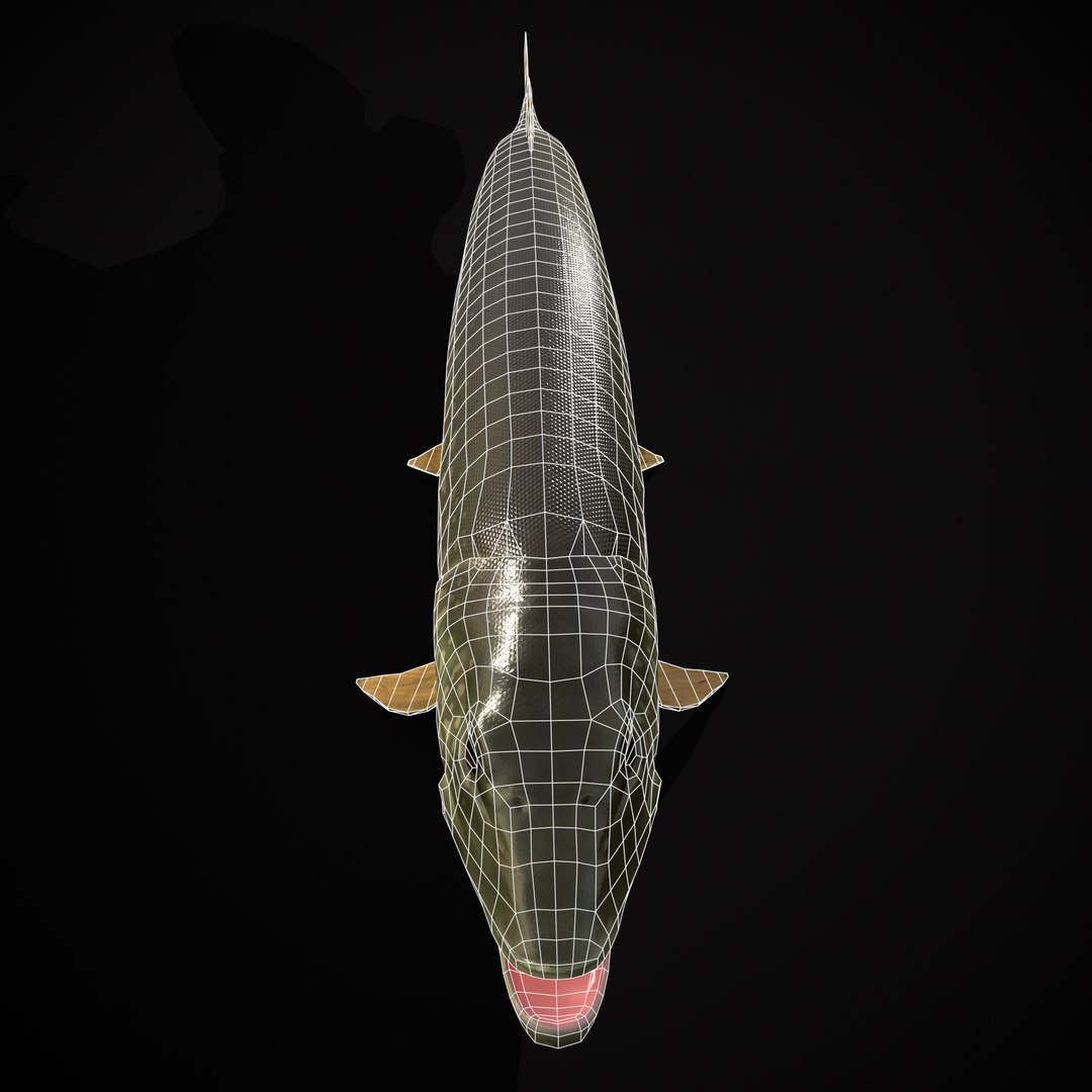 3D Northern Spotted Pike https://p.turbosquid.com/ts-thumb/fq/8lSBo4/5D/r10/png/1700321000/1920x1080/fit_q87/15fd7d2b90cff093cd95df7645736e899c2c25e7/r10.jpg