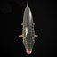 Northern Spotted Pike