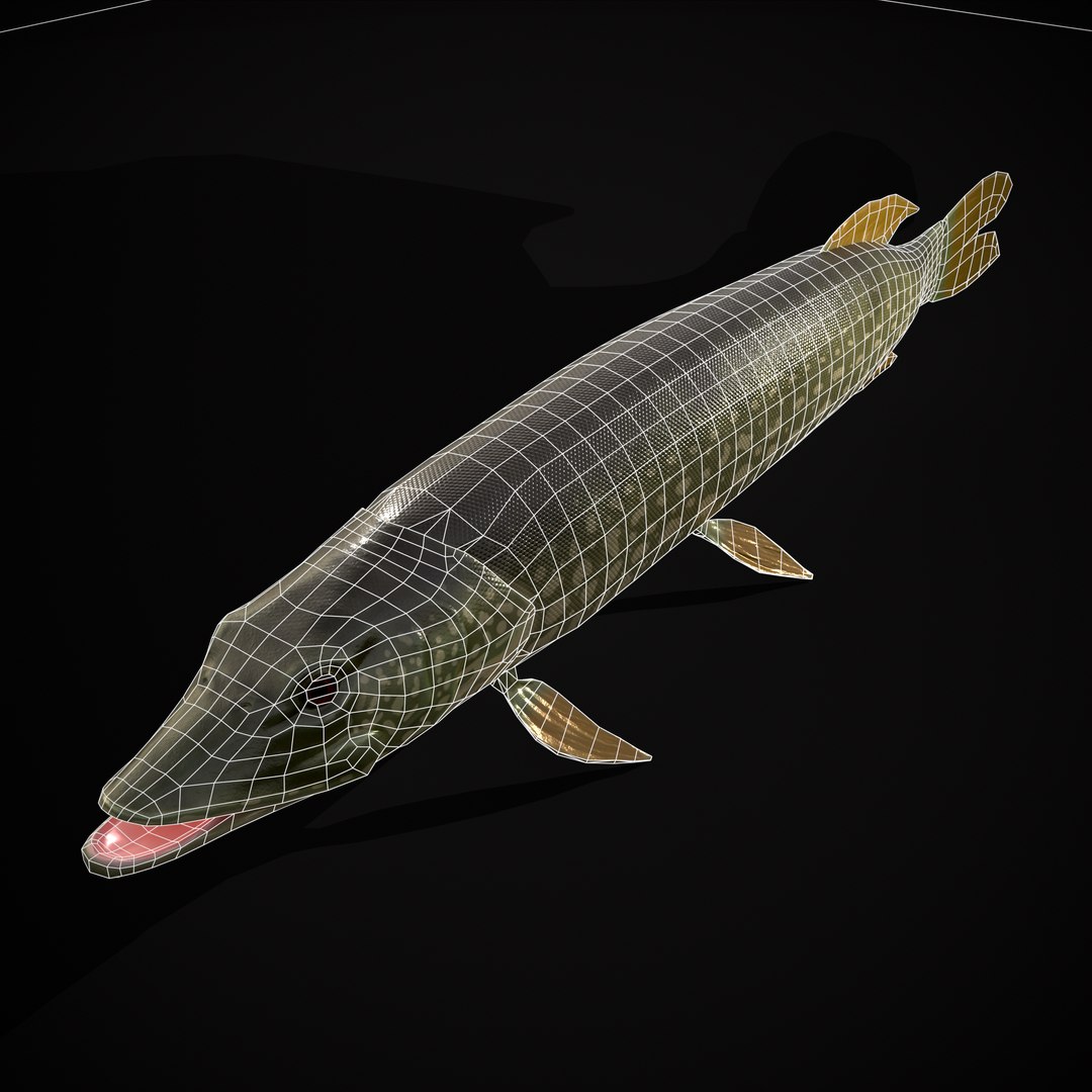 3D Northern Spotted Pike https://p.turbosquid.com/ts-thumb/fq/8lSBo4/6J/r14/png/1700321222/1920x1080/fit_q87/c6bf210a27ad168fda1bfb6720ec6a7e2a1d51e0/r14.jpg