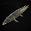 Northern Spotted Pike