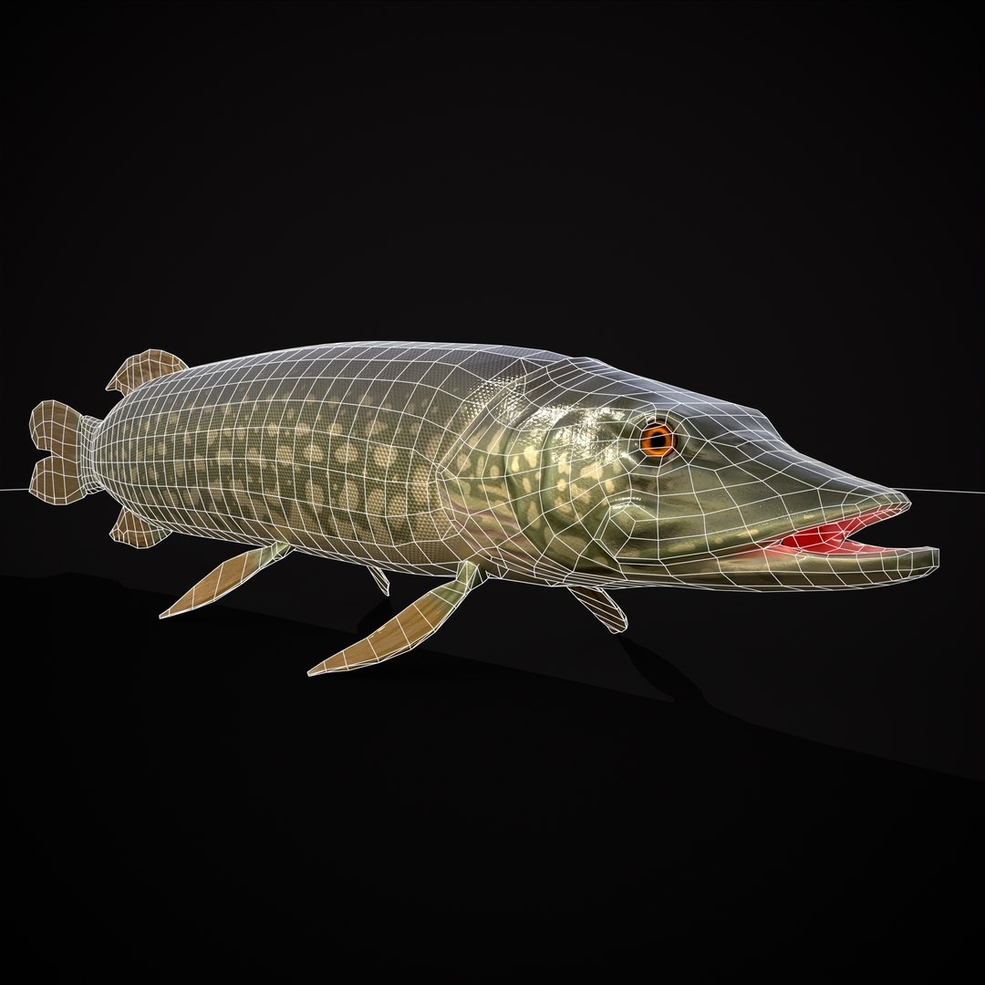 3D Northern Spotted Pike https://p.turbosquid.com/ts-thumb/fq/8lSBo4/7K/r4/png/1700320953/1920x1080/fit_q87/ef8fb3e1621d59e3f9c2510717e17cdb7f5dd83e/r4.jpg