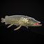 Northern Spotted Pike
