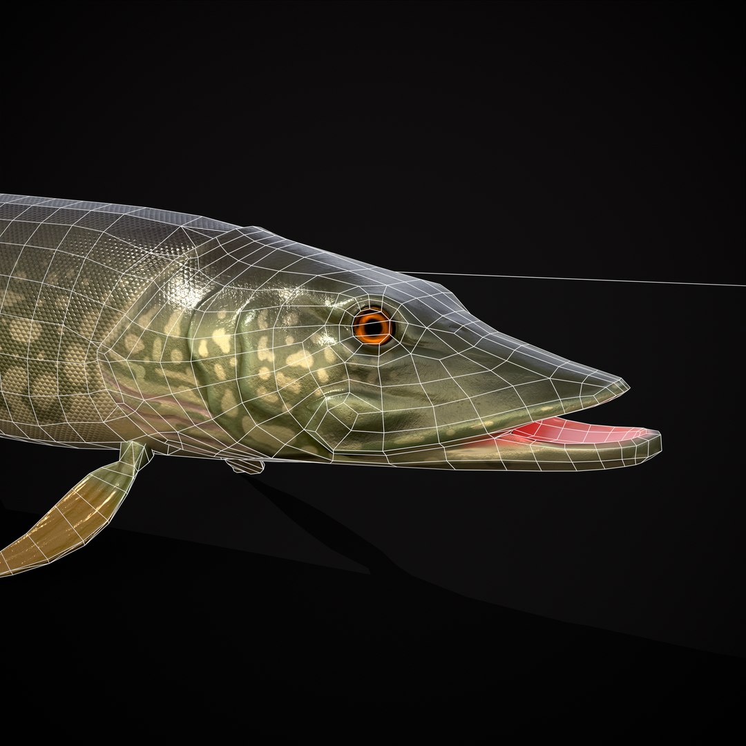 3D Northern Spotted Pike https://p.turbosquid.com/ts-thumb/fq/8lSBo4/DC/r16/png/1700321210/1920x1080/fit_q87/d6d1aa71bfc2d18f586ac0725641f71067352592/r16.jpg