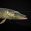 Northern Spotted Pike