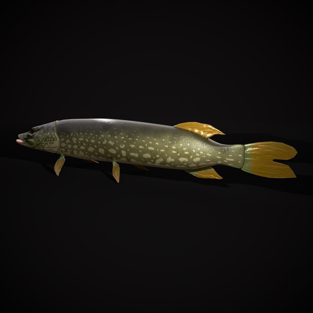 3D Northern Spotted Pike https://p.turbosquid.com/ts-thumb/fq/8lSBo4/Do/r11/png/1700321262/1920x1080/fit_q87/171fffb05326be8dcbb709593cae4ee948a7dc19/r11.jpg