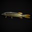 Northern Spotted Pike