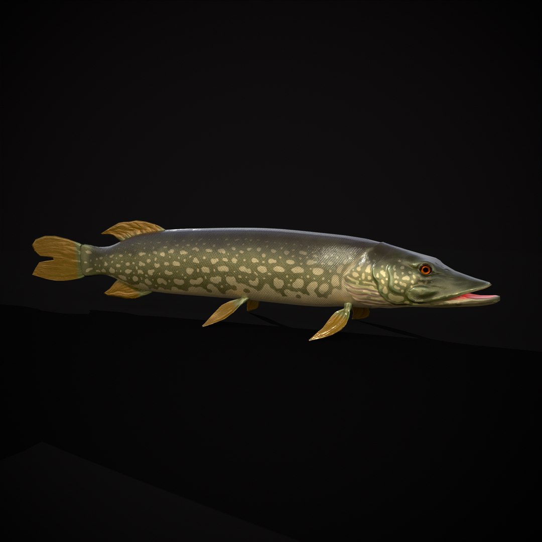 3D Northern Spotted Pike https://p.turbosquid.com/ts-thumb/fq/8lSBo4/FU/r7/png/1700321018/1920x1080/fit_q87/26e10545d1b3c190b067ac0b93c961792a67cef3/r7.jpg