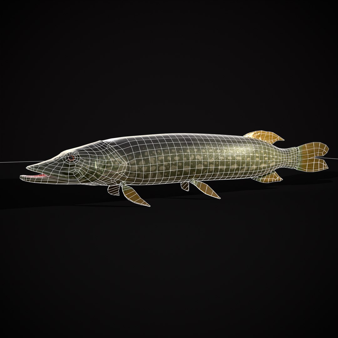 3D Northern Spotted Pike https://p.turbosquid.com/ts-thumb/fq/8lSBo4/HF/r2/png/1700320961/1920x1080/fit_q87/8733ac0dbc7da4ca7572773b6c0b58a41748e3ba/r2.jpg