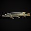Northern Spotted Pike