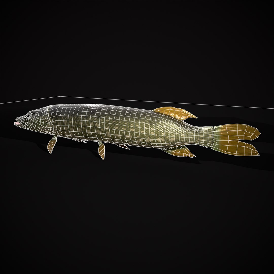 3D Northern Spotted Pike https://p.turbosquid.com/ts-thumb/fq/8lSBo4/MM/r12/png/1700321253/1920x1080/fit_q87/888644388eaf3ec6eeb088d110f9955e3a1262f0/r12.jpg