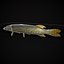 Northern Spotted Pike